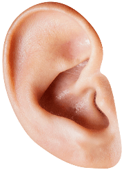 An ear