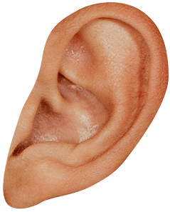 An ear
