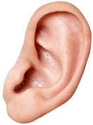 An ear