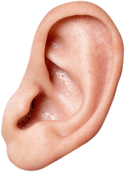 An ear